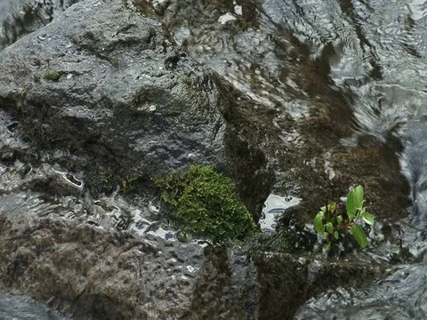 The sprout on stone Stock Footage 91739995