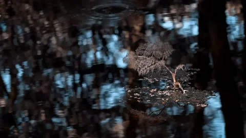 Sprout of a strange tree.The play of light in the swamps. Stock Footage 106260273