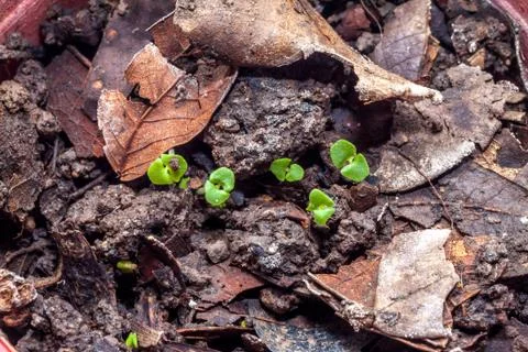 Sprout of sweet basil Stock Photos