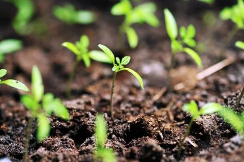 Sprout of tomato Stock Photos