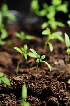 Sprout of tomato Stock Photos