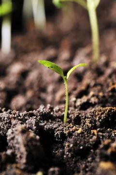 Sprout of tomato Stock Photos