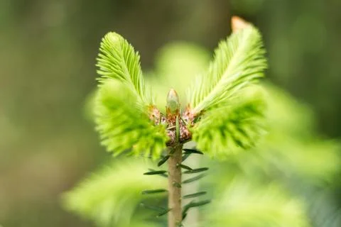 A sprout on top of a Christmas tree in spring.... a sprout on top of a Christ Stock Photos