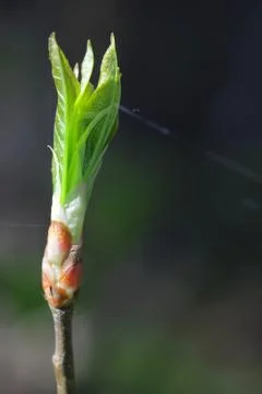 The sprout of a tree, blossoming spring bud Stock Photos