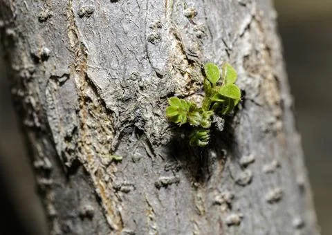 A sprout of a tree branch Stock Photos