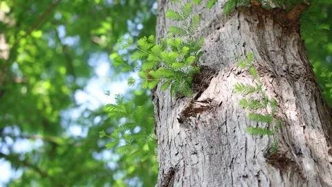 A sprout on a tree Video stock 303885392
