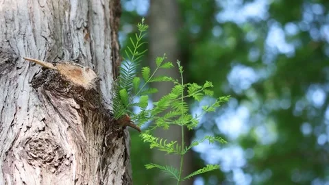 A sprout on a tree Video stock 303885393