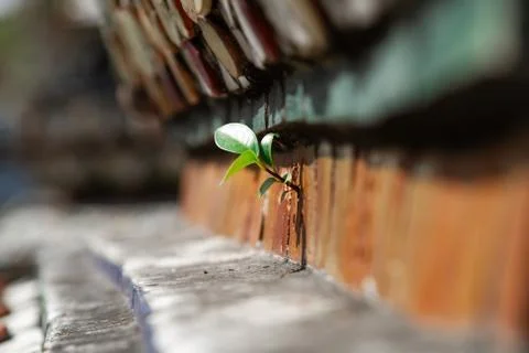 Sprout of a tree has sprouted in the wall of the house, a symbol of Stock Photos