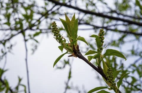 Sprout of a tree with leaves Stock Photos