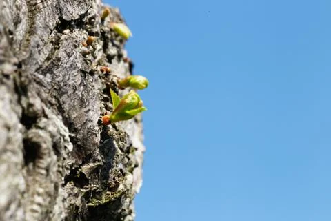 A sprout on a tree Stock Photos