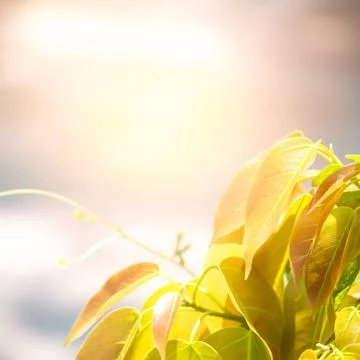 Sprout of tree Stock Photos