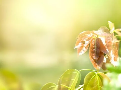 Sprout of tree Stock Photos