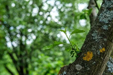 Sprout on the trunk of an apple tree. Stock Photos