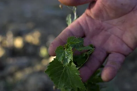 Sprout of vine in a hand Stock Photos