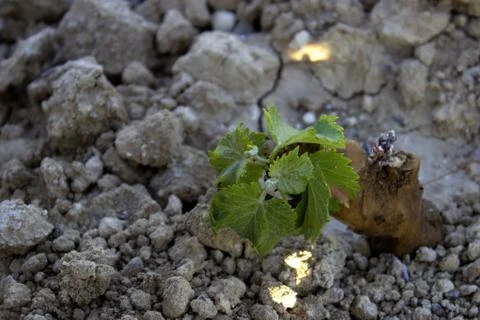 Sprout of vine  Stock Photos