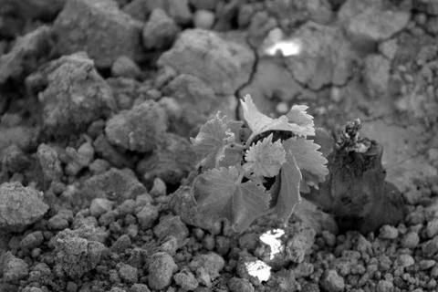 Sprout of vine  Stock Photos