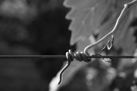 Sprout of vine in a wire frame Stock Photos