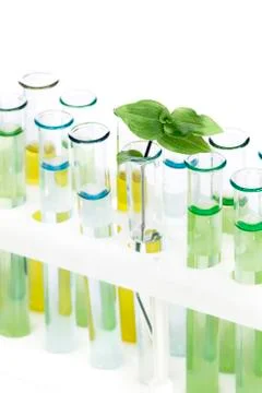 Sprout  in vitro Stock-Fotos