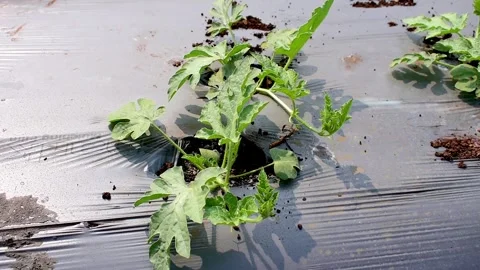 Sprout of watermelon in the ground in spring. Close-up Stock Footage 287542387