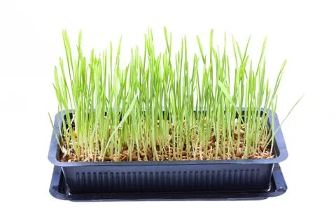Sprout of wheat Stock Photos