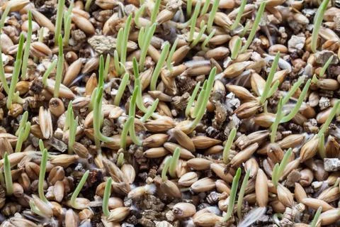 Sprout of wheat Stock Photos