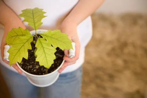 Sprout a young oak tree in a child hands. The concept - the life beginning Stock Photos