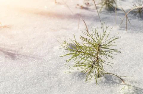 A sprout of a young pine tree sticks out from under the snow. Winter landscape Stock Photos