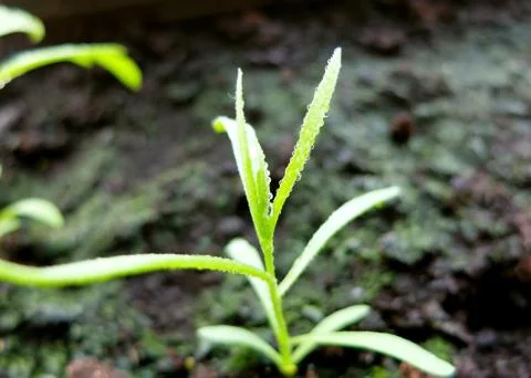 Sprout of young plant in the garden Foto stock
