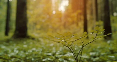 Sprout of a young tree in the forest.  Stock Footage 112933863