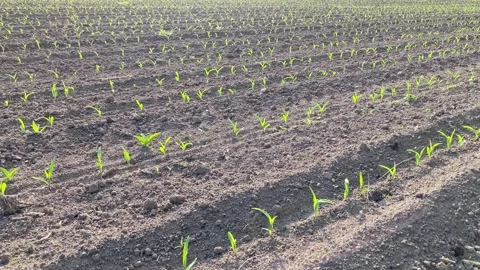Sprouted agricultural crop fields with young corn leaves Stock Footage 336266181