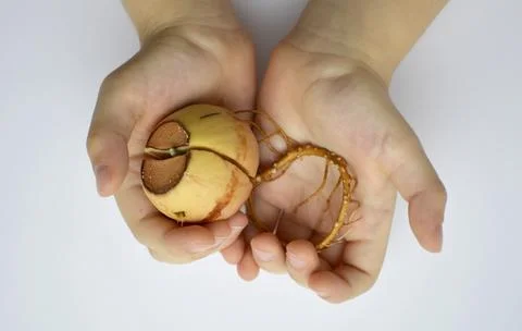 Sprouted avocado seed with a long root and a small sprout in children's hands Stock Photos