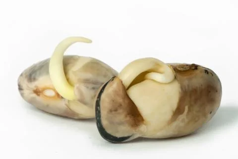 Sprouted beans close up Stock Photos