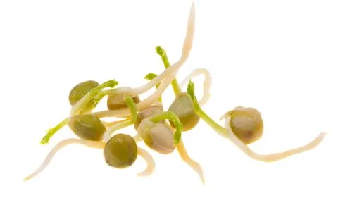 Sprouted beans isolated Stock Photos