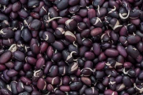 Sprouted black beans 스톡 사진