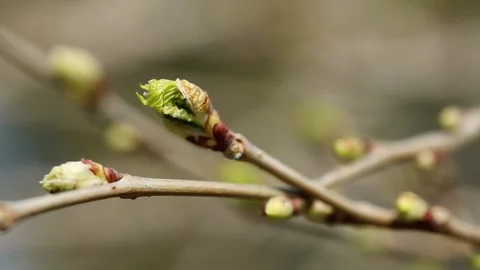 Sprouted black mulberry tree branch Stock Footage 209916264