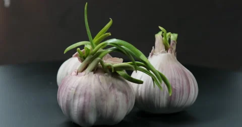 Sprouted bulbs of garlic. Stock Footage 221103672