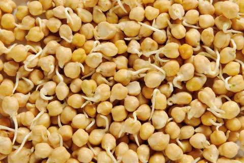 Sprouted chick peas - full frame Stock Photos