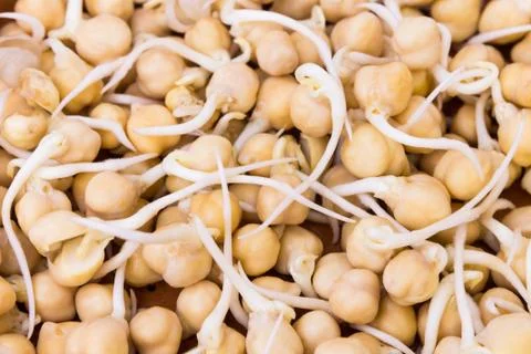 Sprouted chick peas - full frame Stock Photos