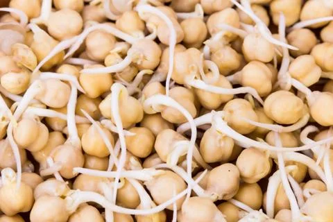 Sprouted chick peas - full frame Stock Photos