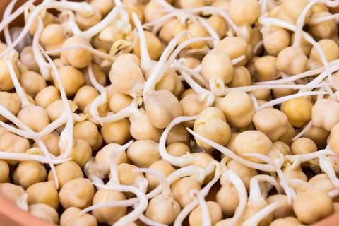 Sprouted chick peas - full frame Stock Photos