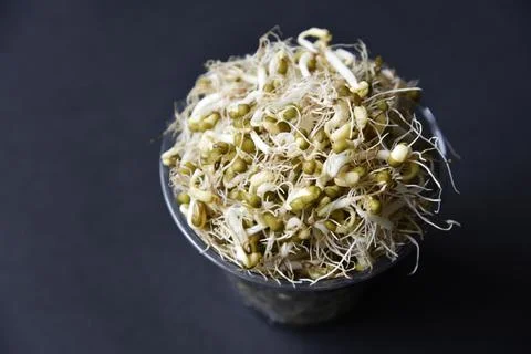 Sprouted chickpea beans with a leaf and roots for salad. Sprouted chickpeas c Stock Photos