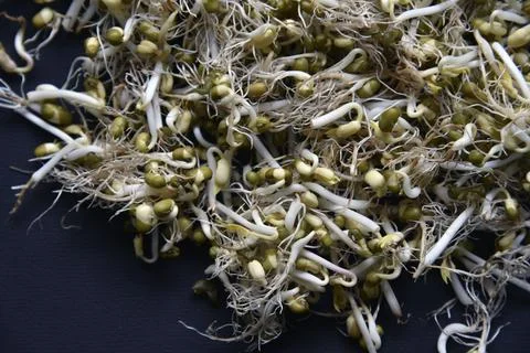Sprouted chickpea beans with a leaf and roots for salad. Sprouted chickpeas c Stock Photos