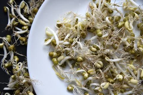 Sprouted chickpea beans with a leaf and roots for salad. Sprouted chickpeas c Stock Photos