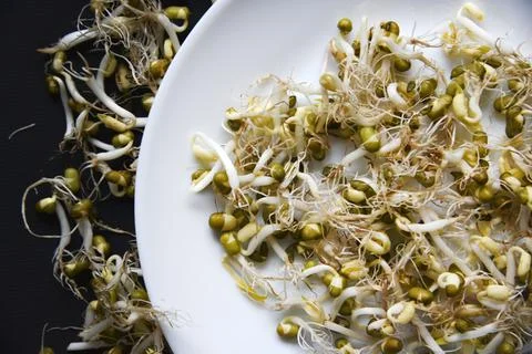 Sprouted chickpea beans with a leaf and roots for salad. Sprouted chickpeas c Stock Photos