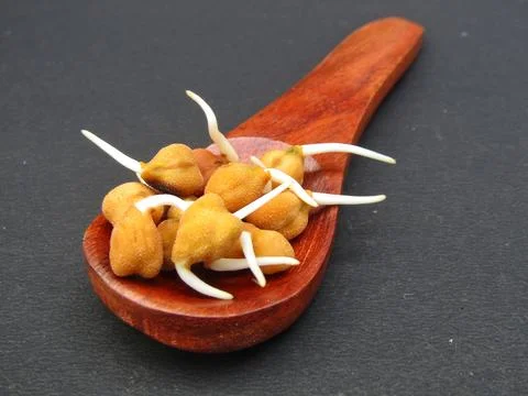 Sprouted chickpeas in a spoon  Fotos Stock