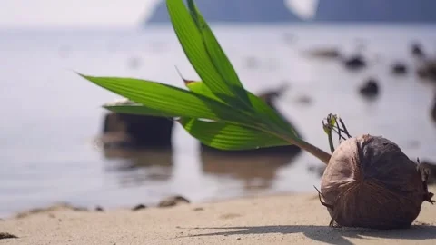 Sprouted coconut on a sandy beach Stock Footage 259402281