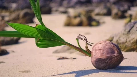 Sprouted coconut on a sandy beach Stock Footage 259402303
