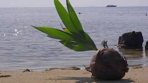 Sprouted coconut on a sandy beach Stock Footage 259402325