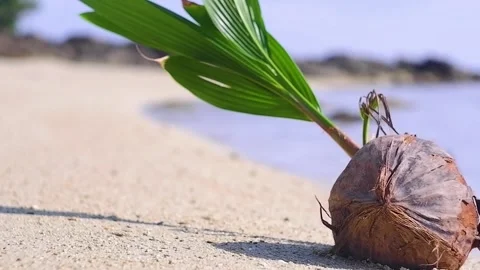 Sprouted coconut on a sandy beach Stock Footage 259402419