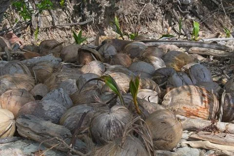 Sprouted coconuts on the beach. Stock-Fotos